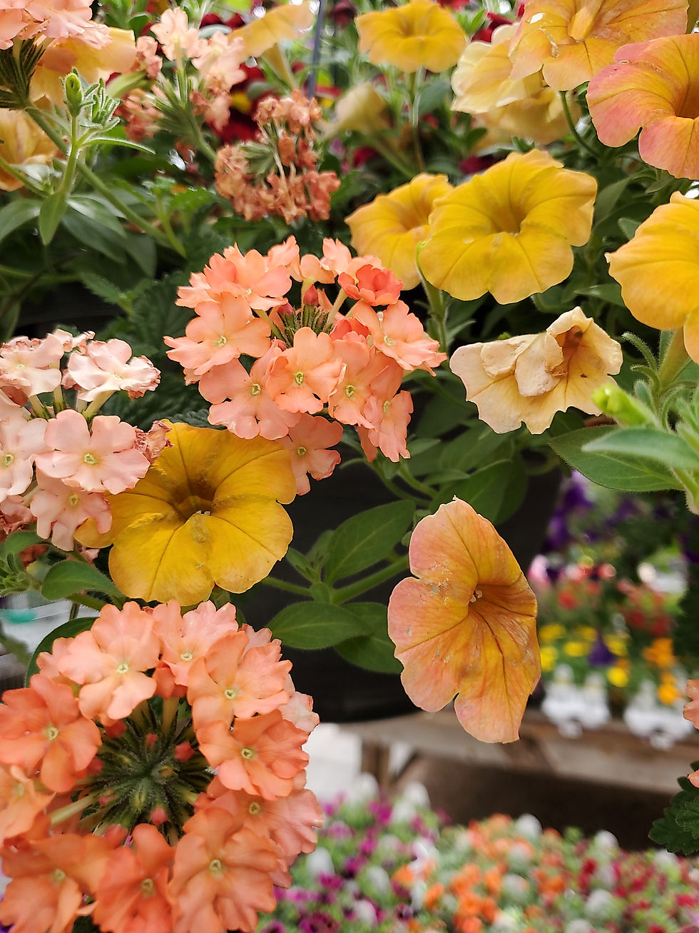 Thumbnail: Hanging basket 12in Indian summer calibrachoa verbena mix