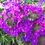 Thumbnail: Verbena Homestead purple #1