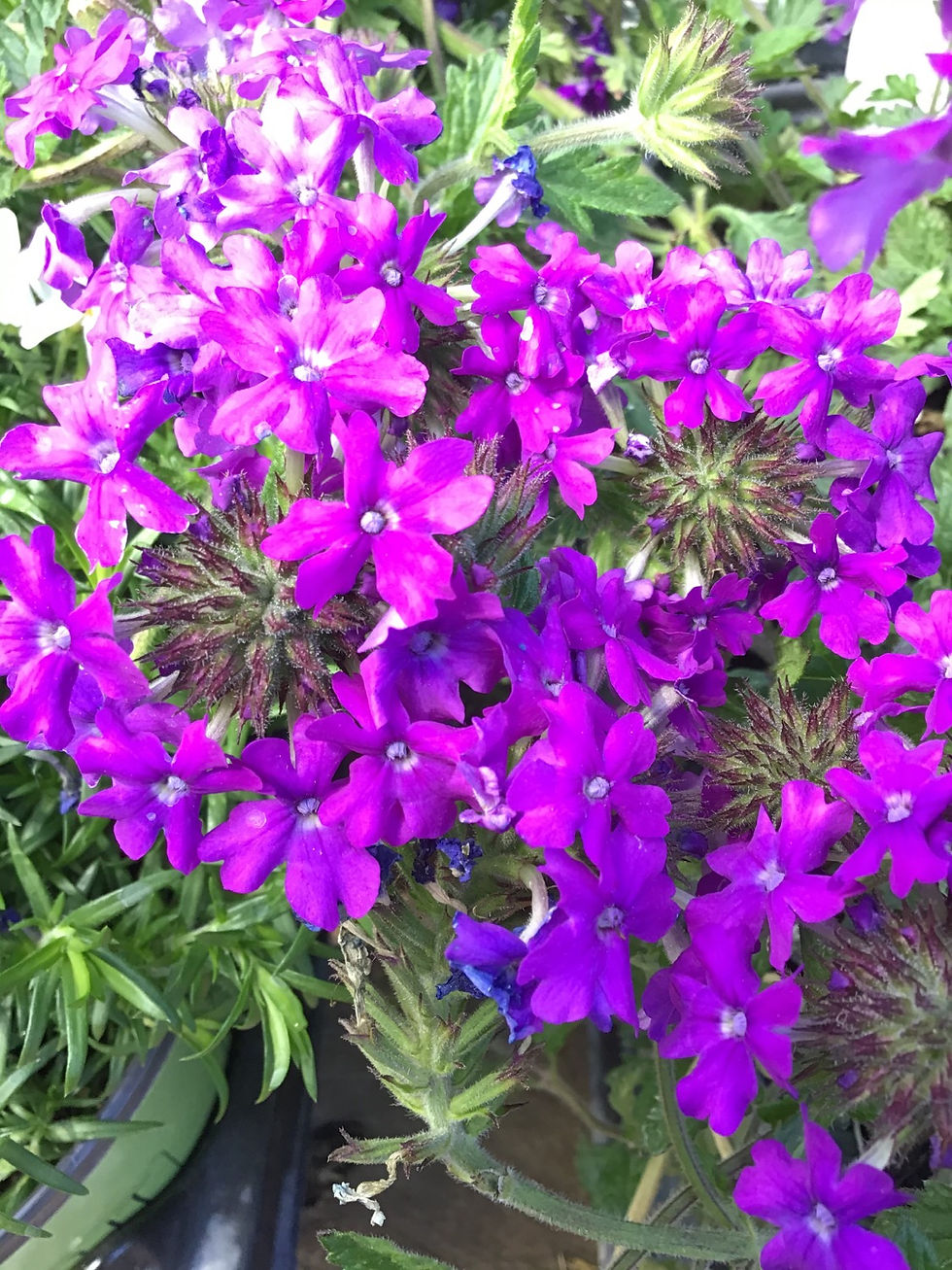 Verbena Homestead purple #1