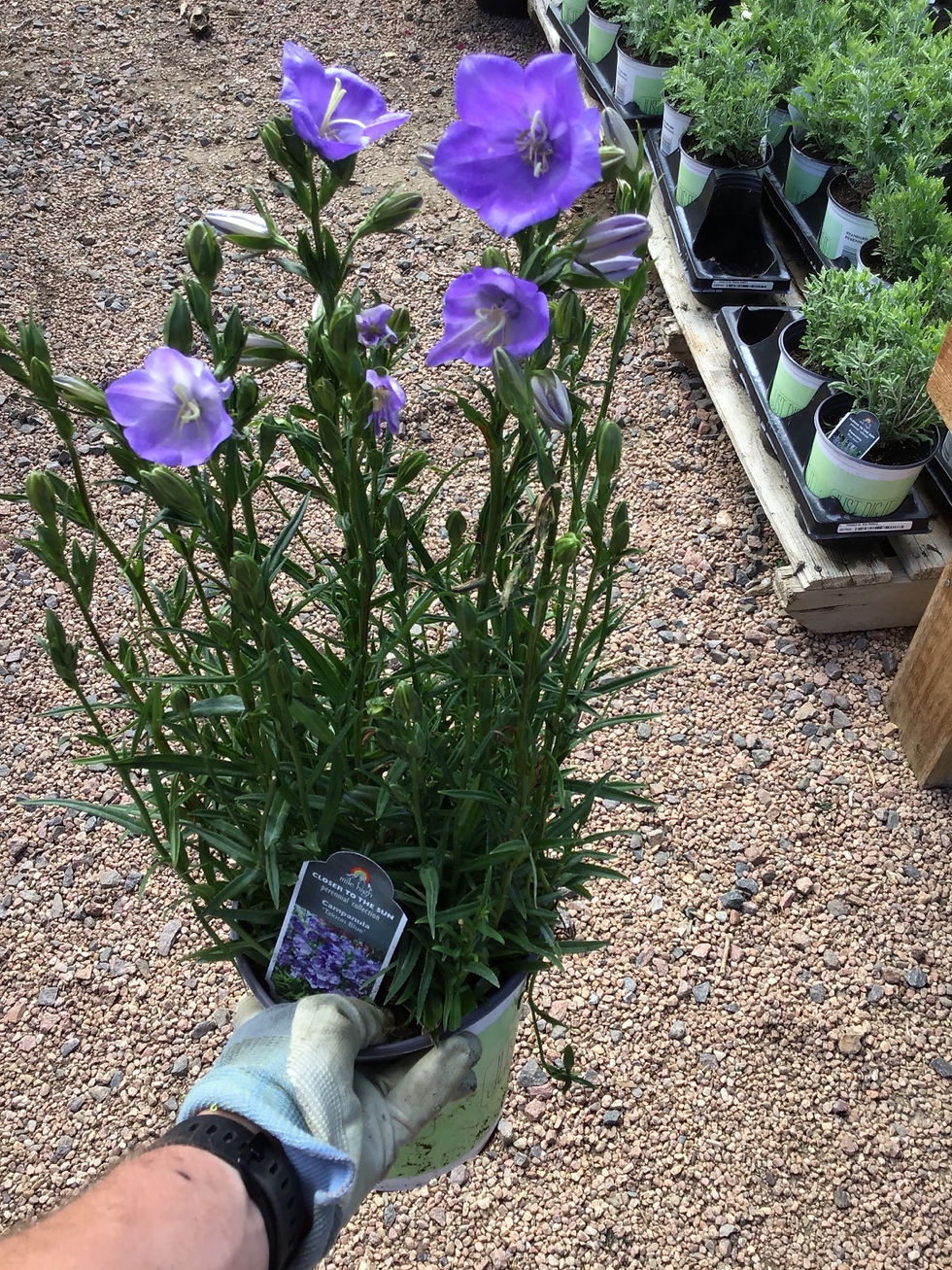 Thumbnail: Campanula Taklon Blue #1