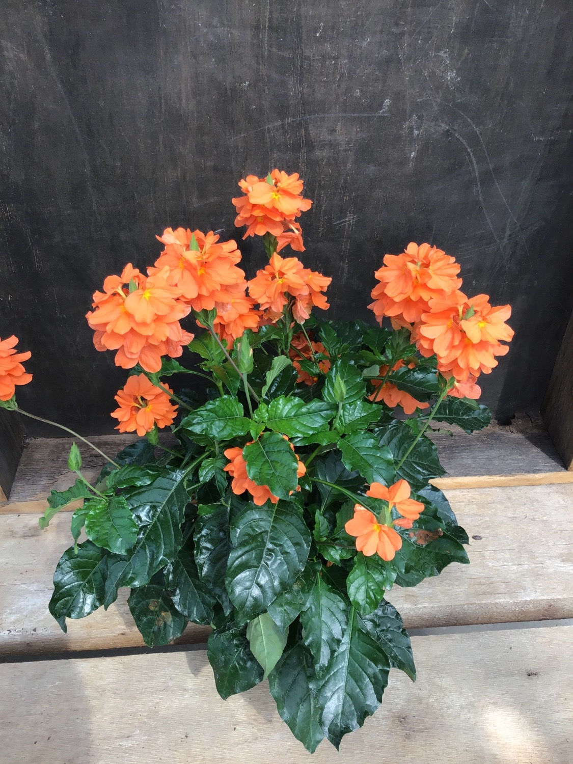 6” Crossandra Sundance