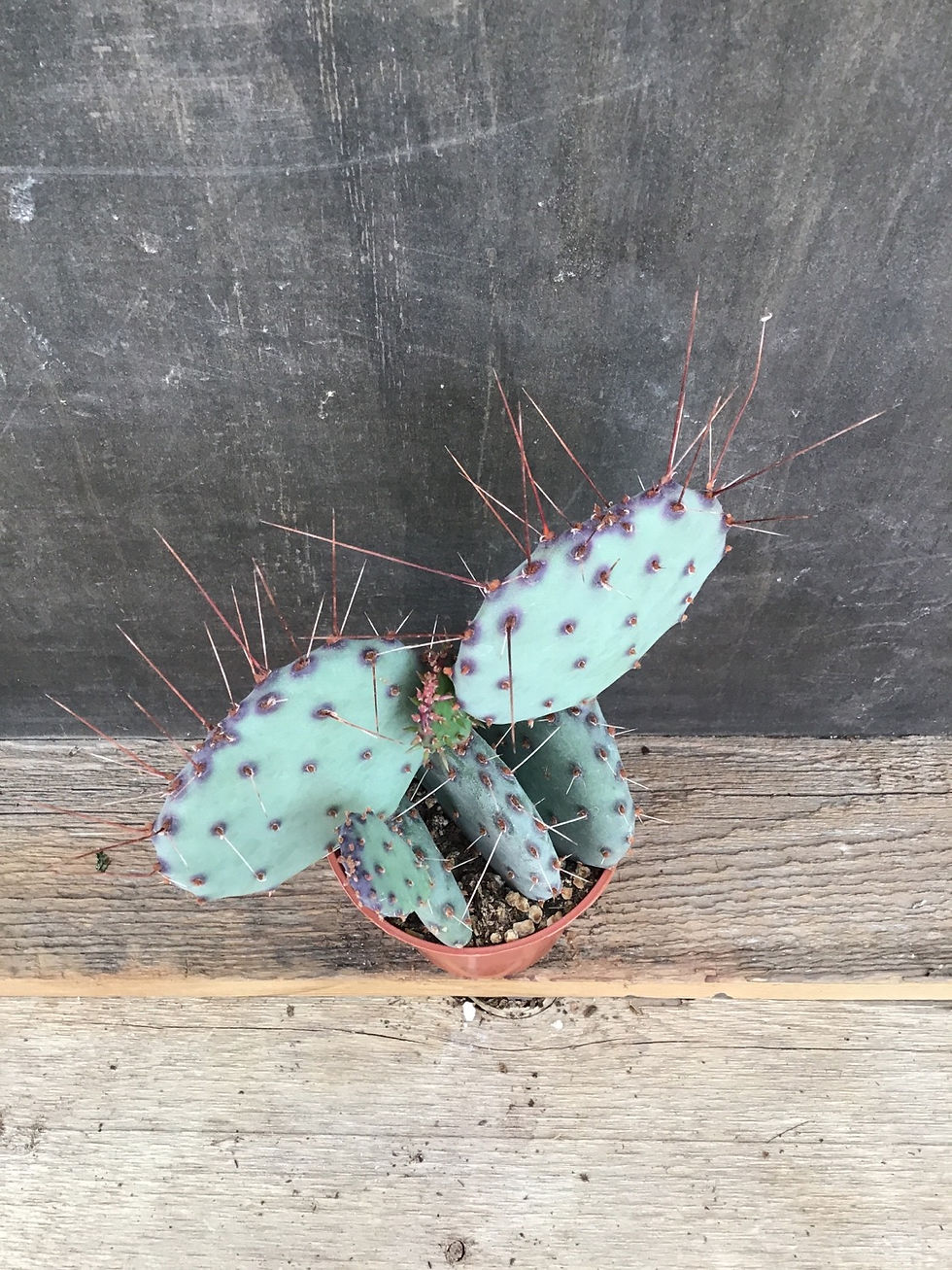Thumbnail: 3.5” Purple Prickly Pear Cacti