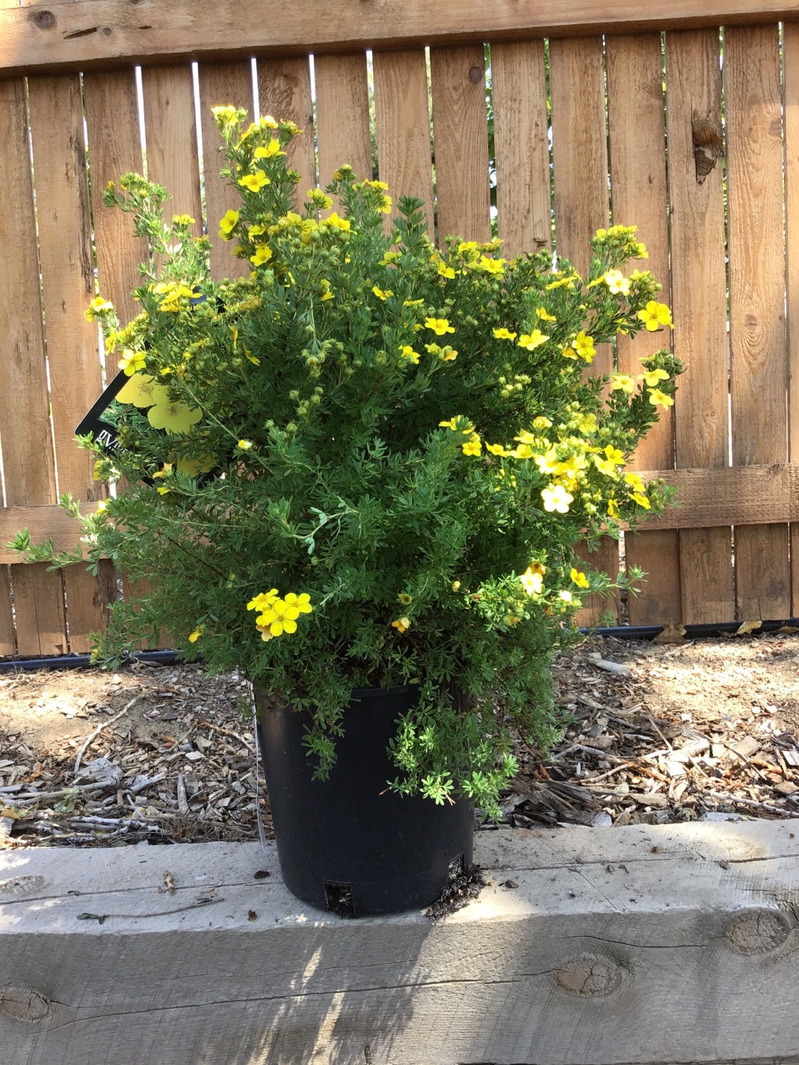 Potentilla￼ Gold drop #2