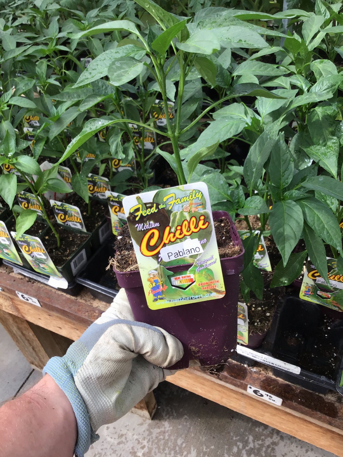 Chilli Poblano- Medium