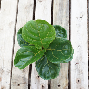 Fiddle Leaf Fig