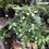 Thumbnail: Pepper Tiburon in bio pot- Medium