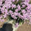 Thumbnail: Phlox candy stripes #1