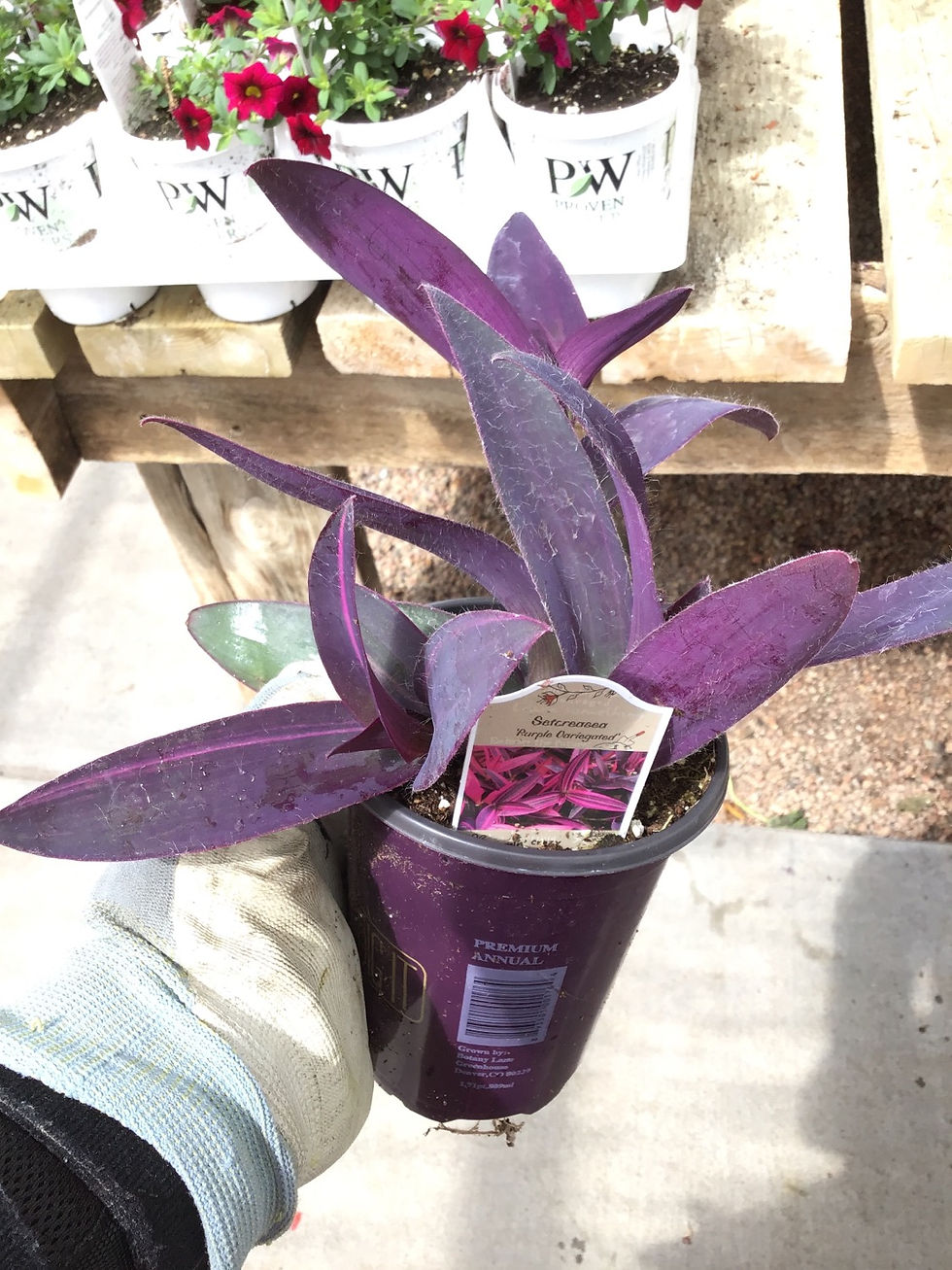 Thumbnail: Setcreasea Purple variegated 4.25 premium￼