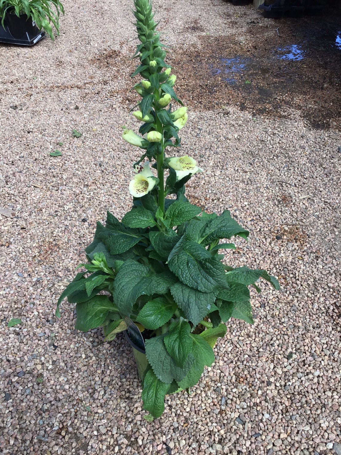 Digitalis Camelot cream #1