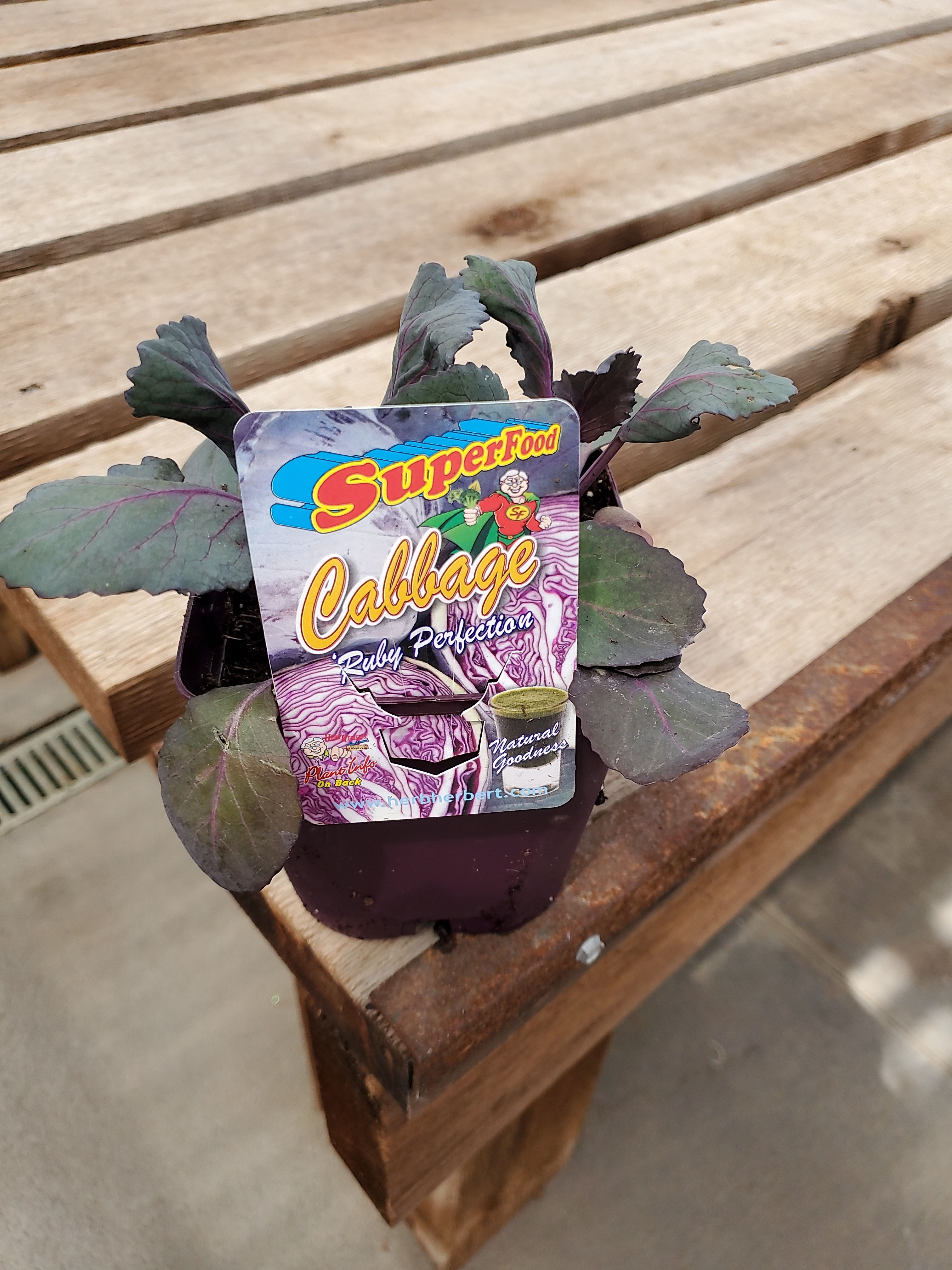 Cabbage Ruby Perfection