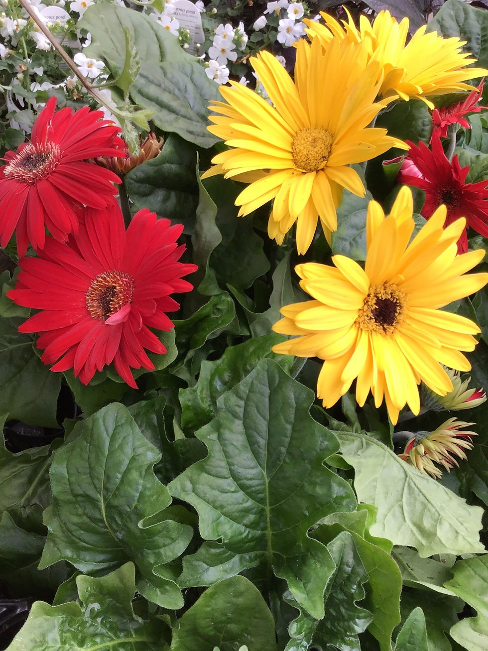 Thumbnail: Gerbera florist Maxi mix 4.25 premium