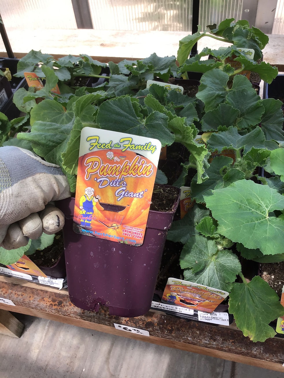 Pumpkin Dill’s Giant