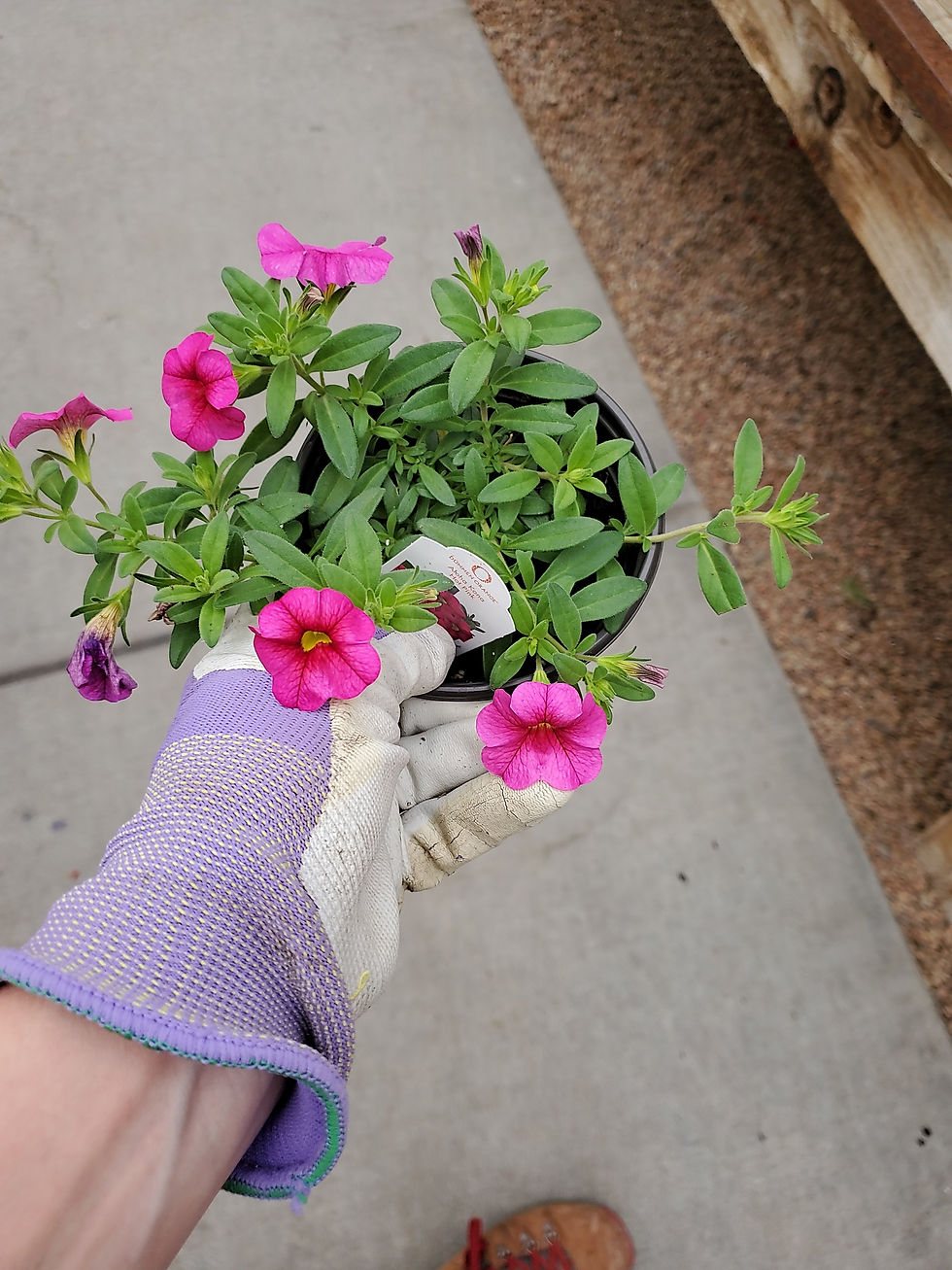 Thumbnail: Cali Aloha Kona hot pink 4.25 premium