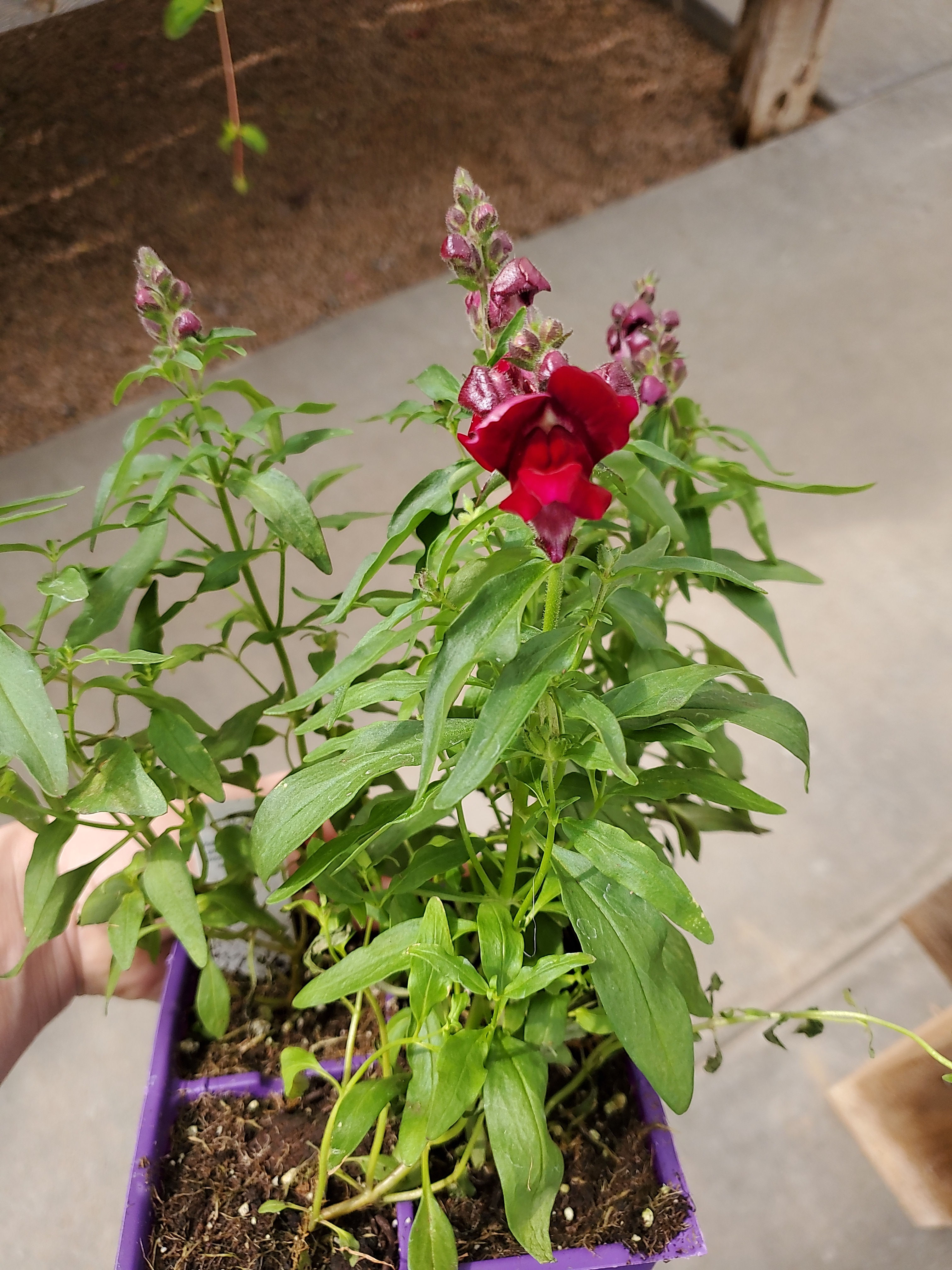 Snapdragon red in large cell 4 pack