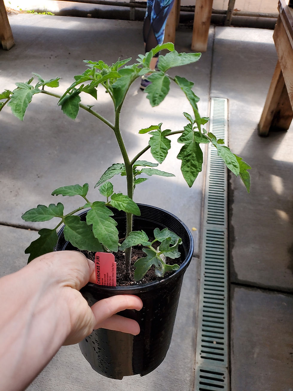 Thumbnail: Tomato #1 Eric's Famous Cherokee Purple