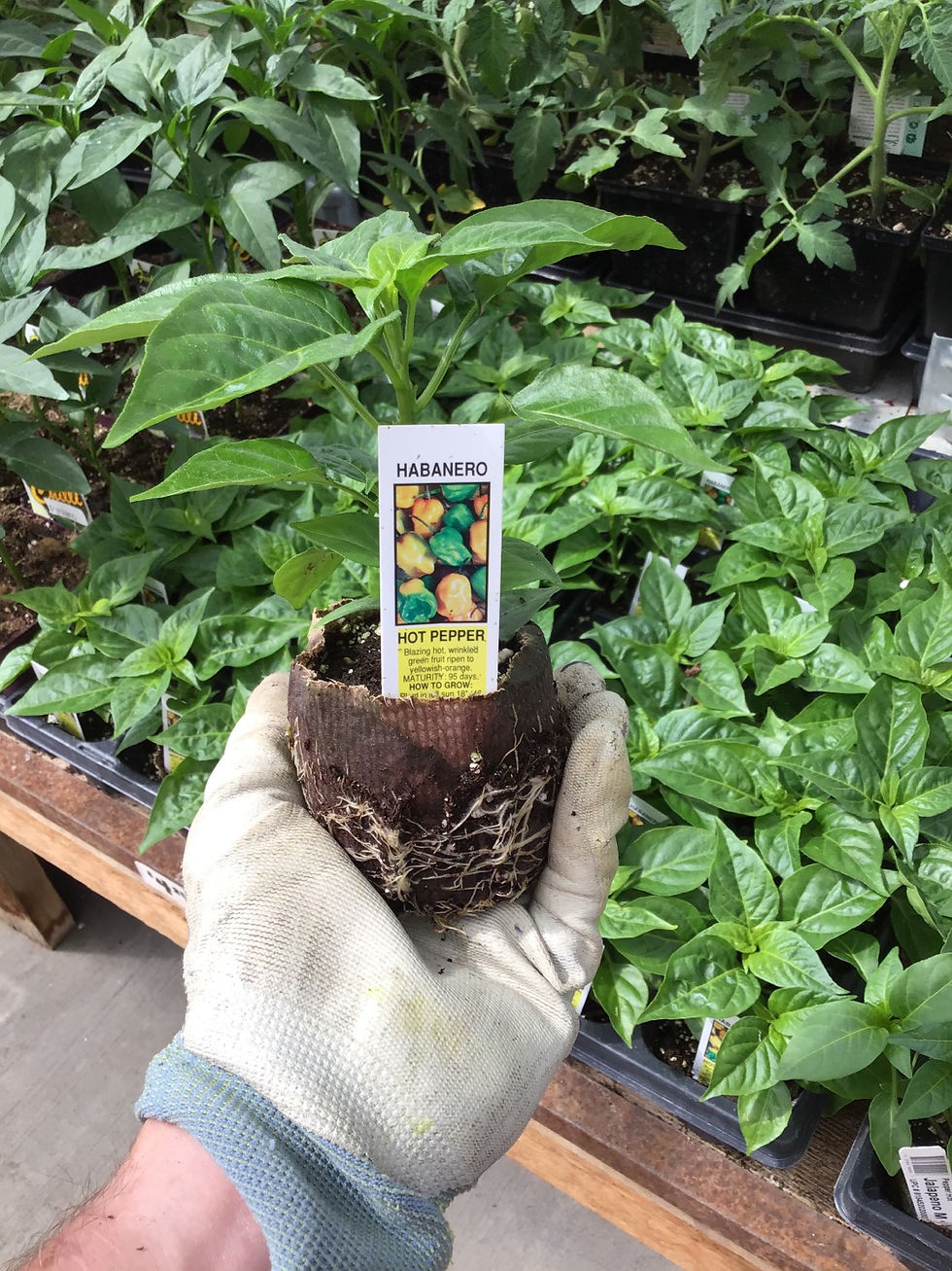 Thumbnail: Chilli Habanero in Bio Pot- Hot