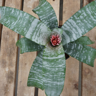 Houseplant Urban Garden