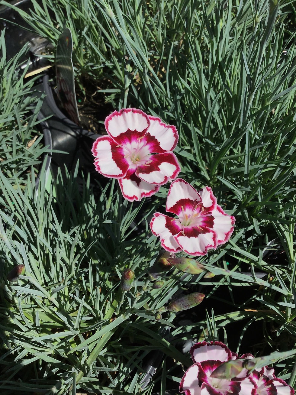 Thumbnail: Dianthus desert raspberry swirl #1￼