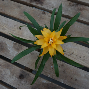 Flowering Bromeliad