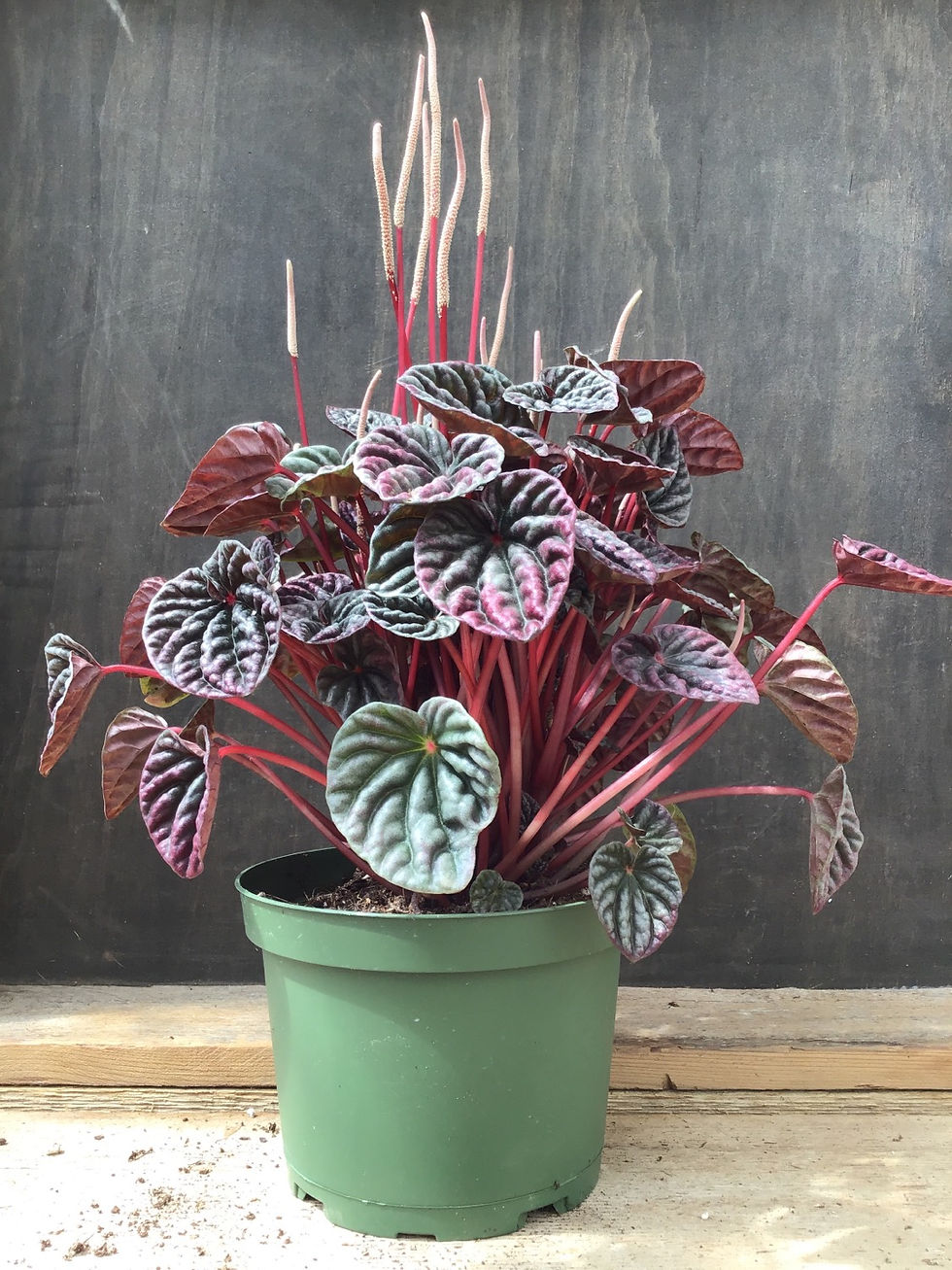 Thumbnail: 6” Peperomia Ripple