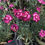 Thumbnail: Dianthus desert cranberry ice #1