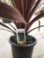 Thumbnail: Cordyline red star 4.25 premium
