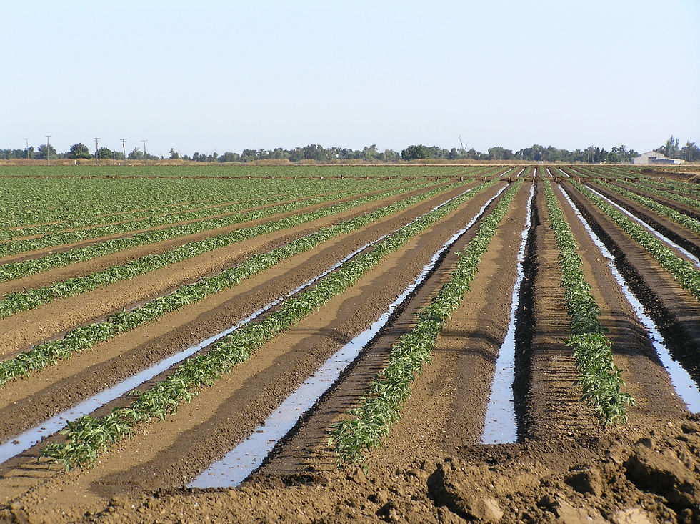 Furrow irrigation