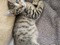 Kitten 4.jpeg