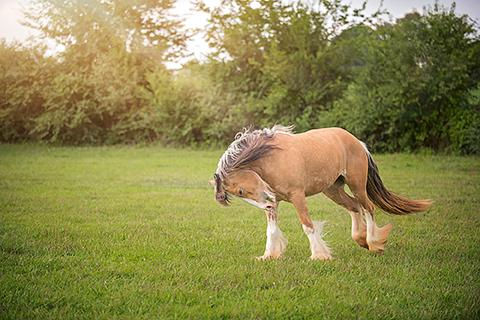 Thumbnail: Pictures of Equine Counselor "Kee"
