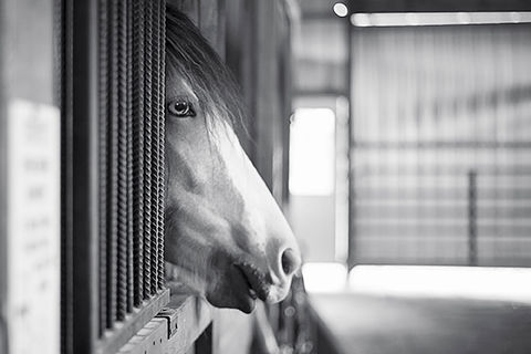 Thumbnail: Pictures of Equine Counselor "Kee"