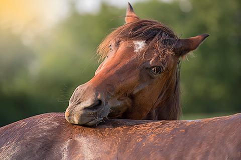 Thumbnail: Photos of Equine Counselors "Hope & Elvis"