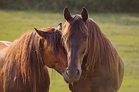Thumbnail: Photos of Equine Counselors "Hope & Elvis"