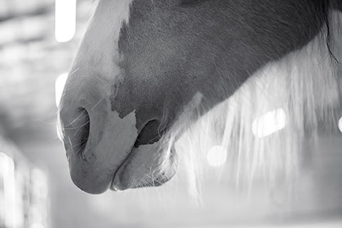 Thumbnail: Photos of Equine Counselors "Gypsy Vanners"