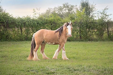 Thumbnail: Pictures of Equine Counselor "Kee"