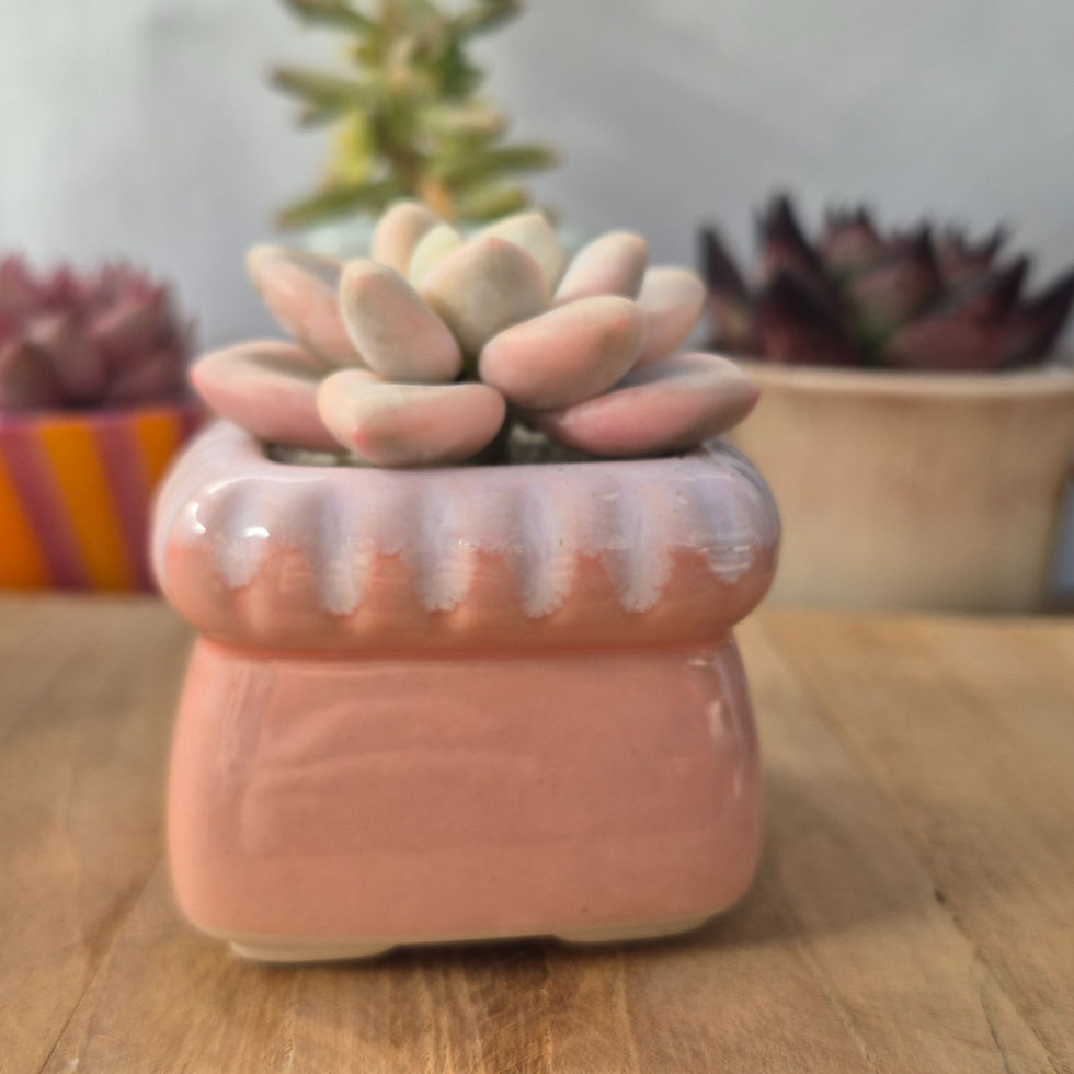 Miniature : Pot à succulente rose