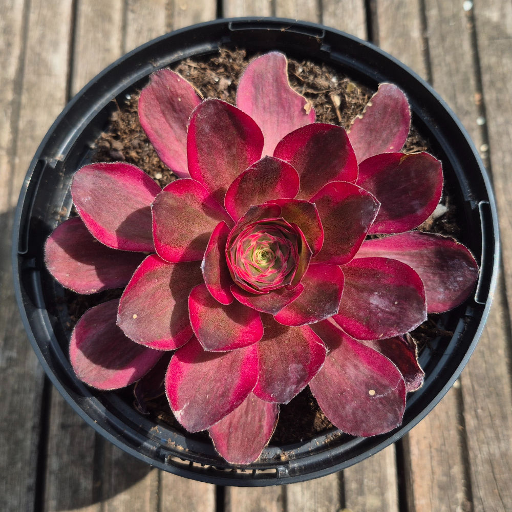 Greenovia Golden charm rose varigated