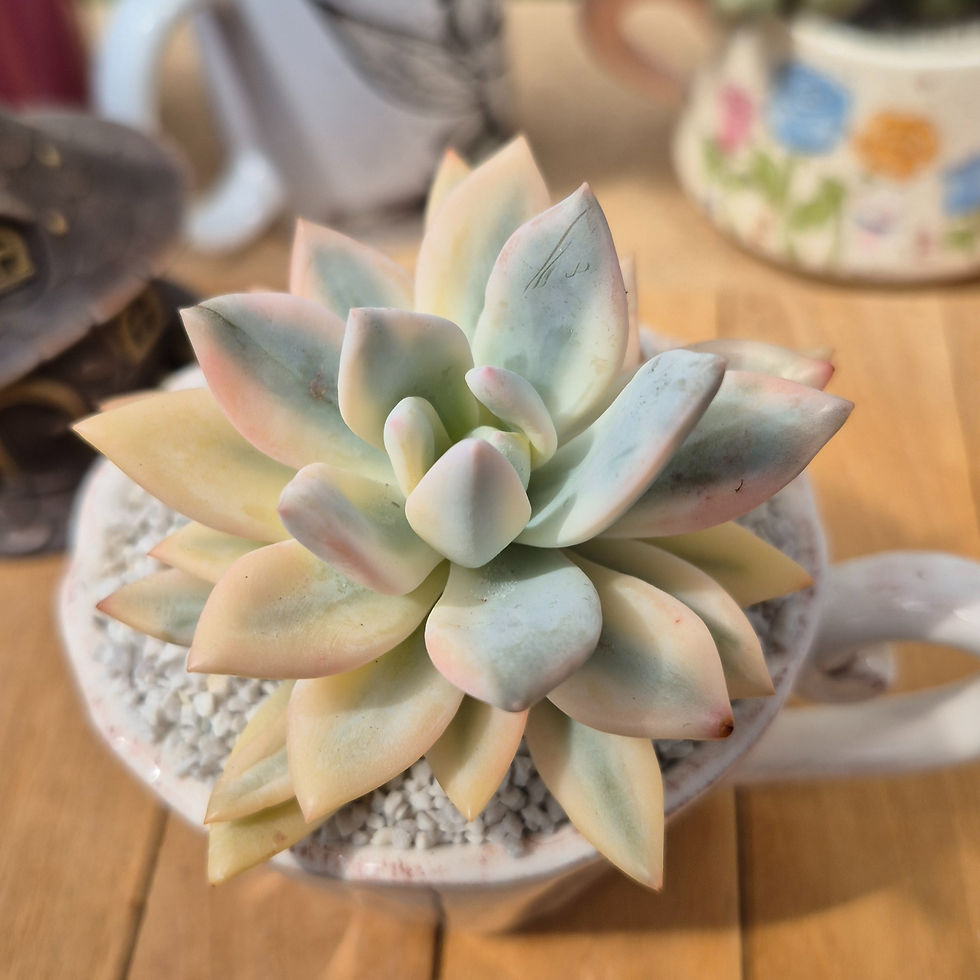 Miniature : Echeveria-Simonoasa