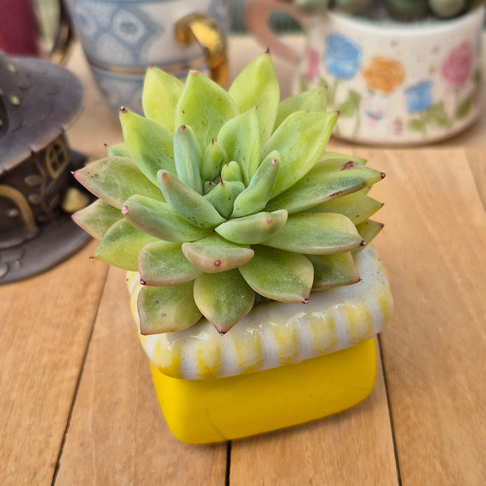 Miniature : Echeveria-Rojoya varigated