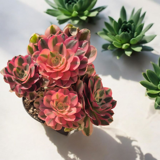 20250411_164624 (3).png