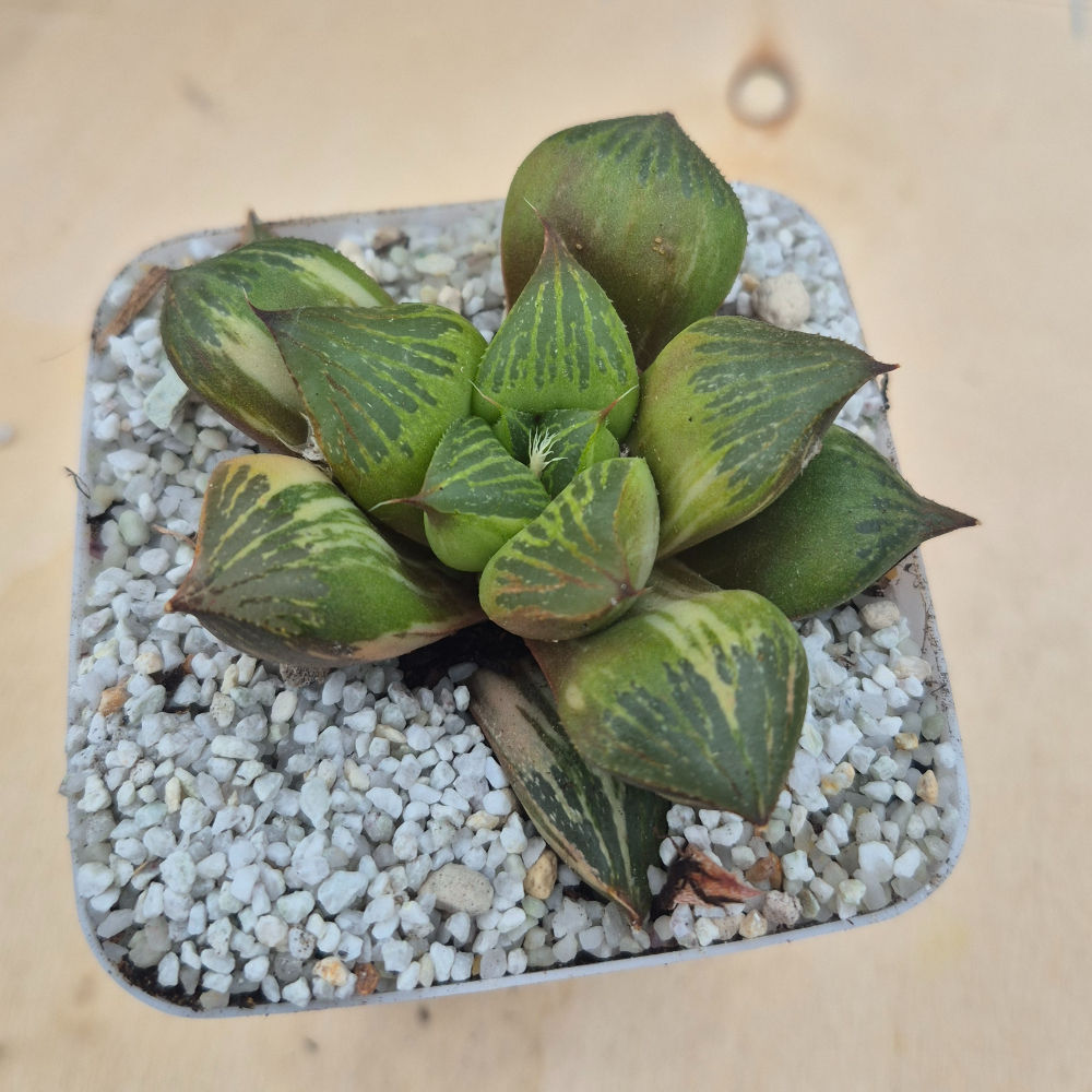 Haworthia Retusa varigated