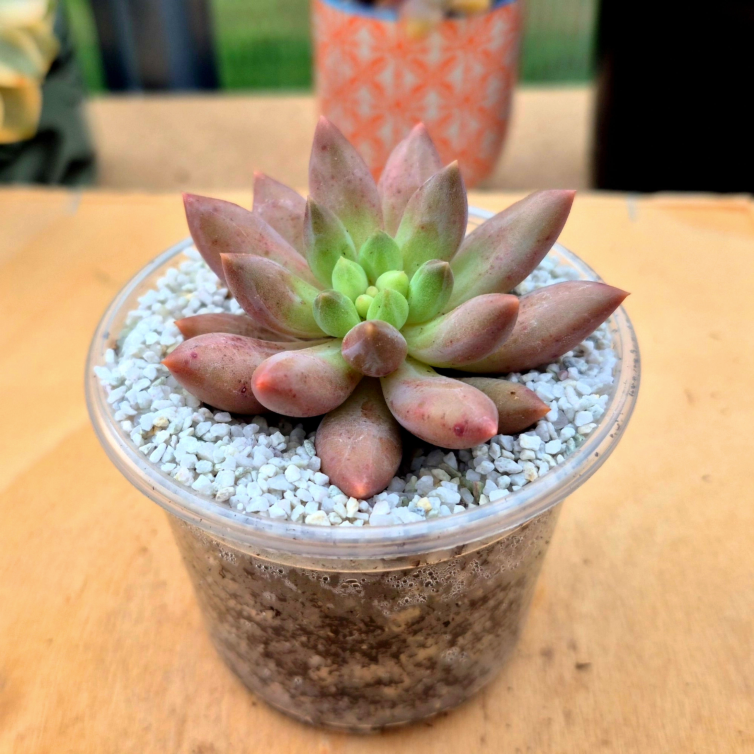 Echeveria Red Dragon fly