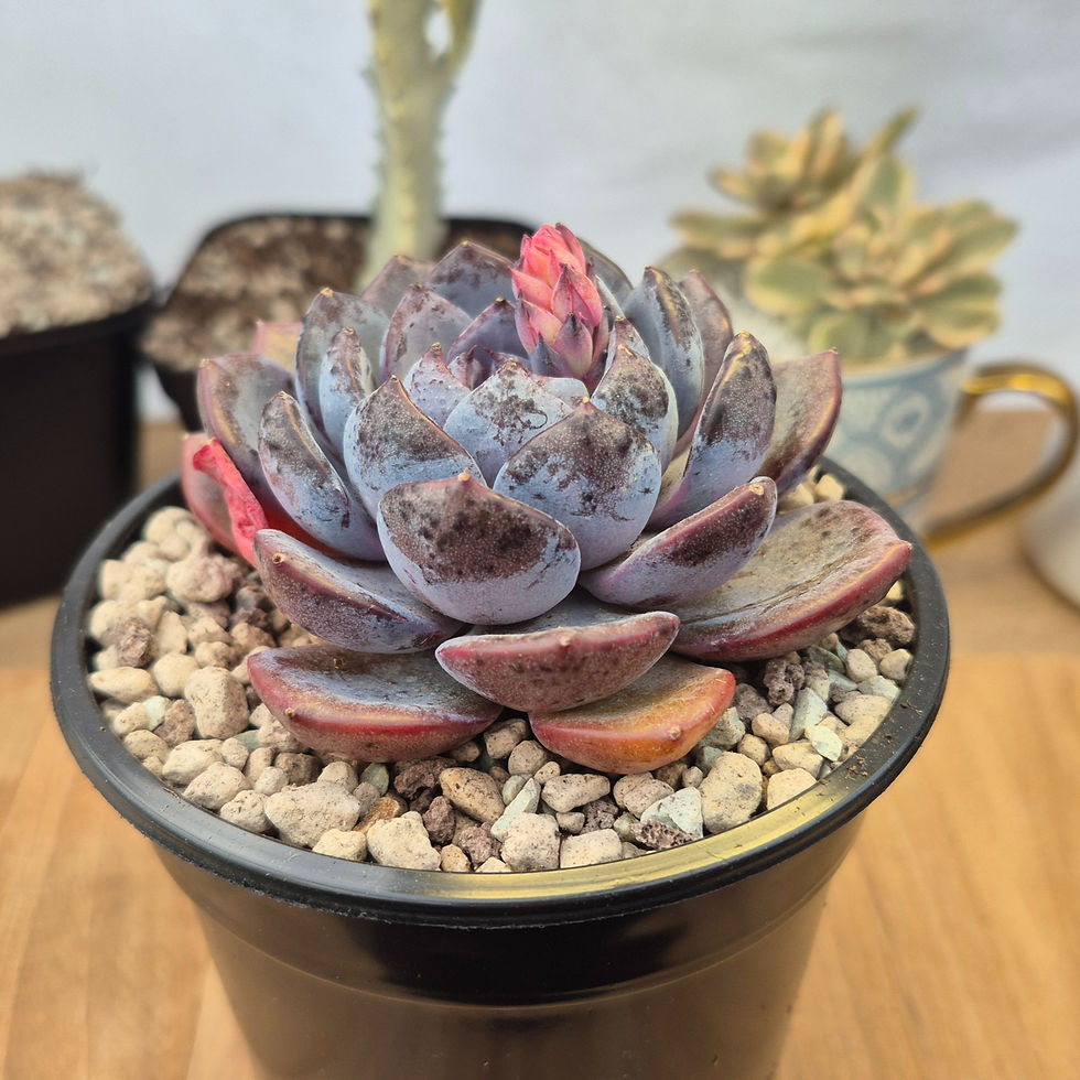 Miniature : Echeveria-Prince William