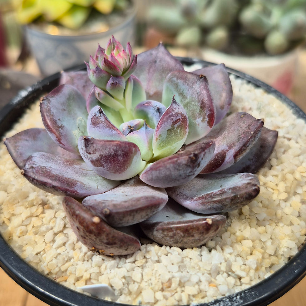 Miniature : Echeveria-Prince William