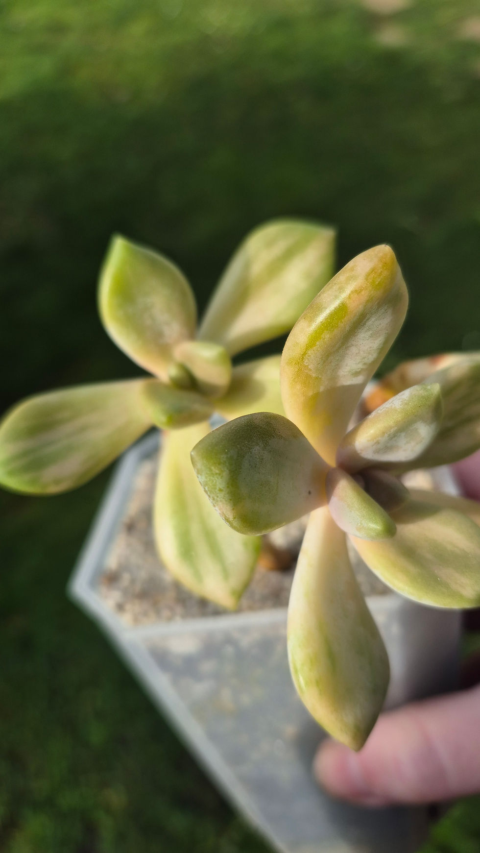 Miniature : Pachyveria Gyeonban Mliin variegated