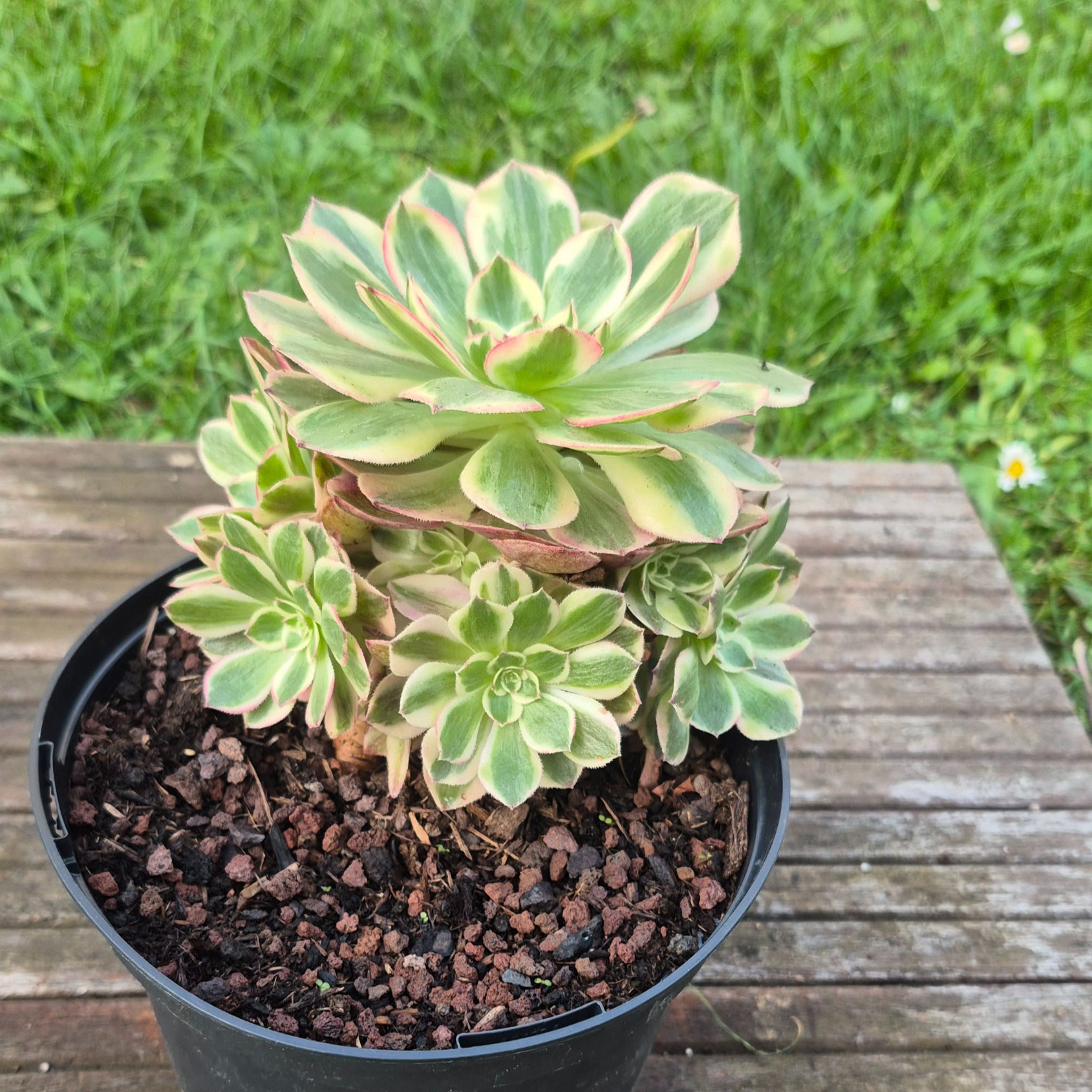 Aeonium-Peacock feather