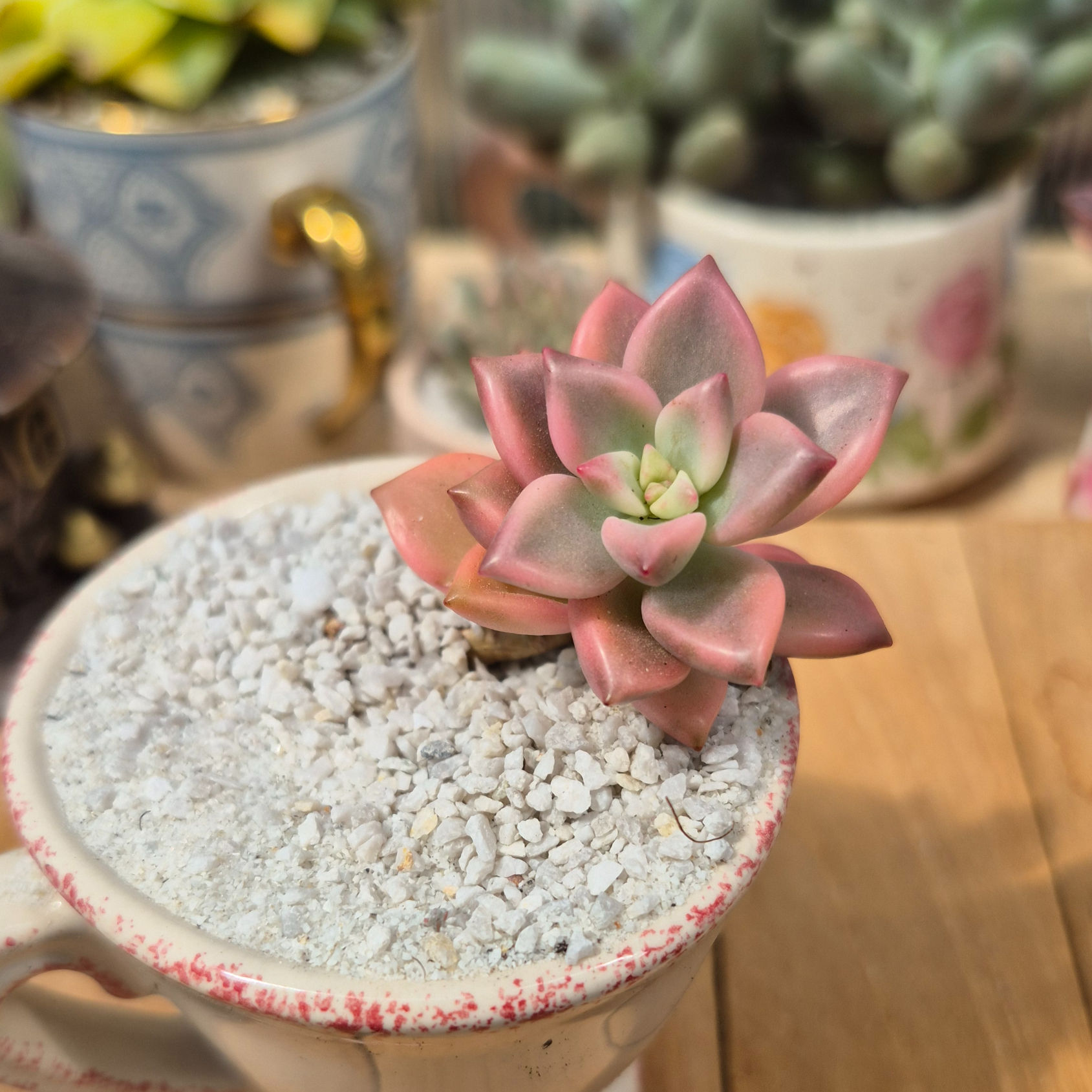 Graptopetalum-Armantz