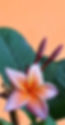 AUTRES-CyBelle-WEB.jpg