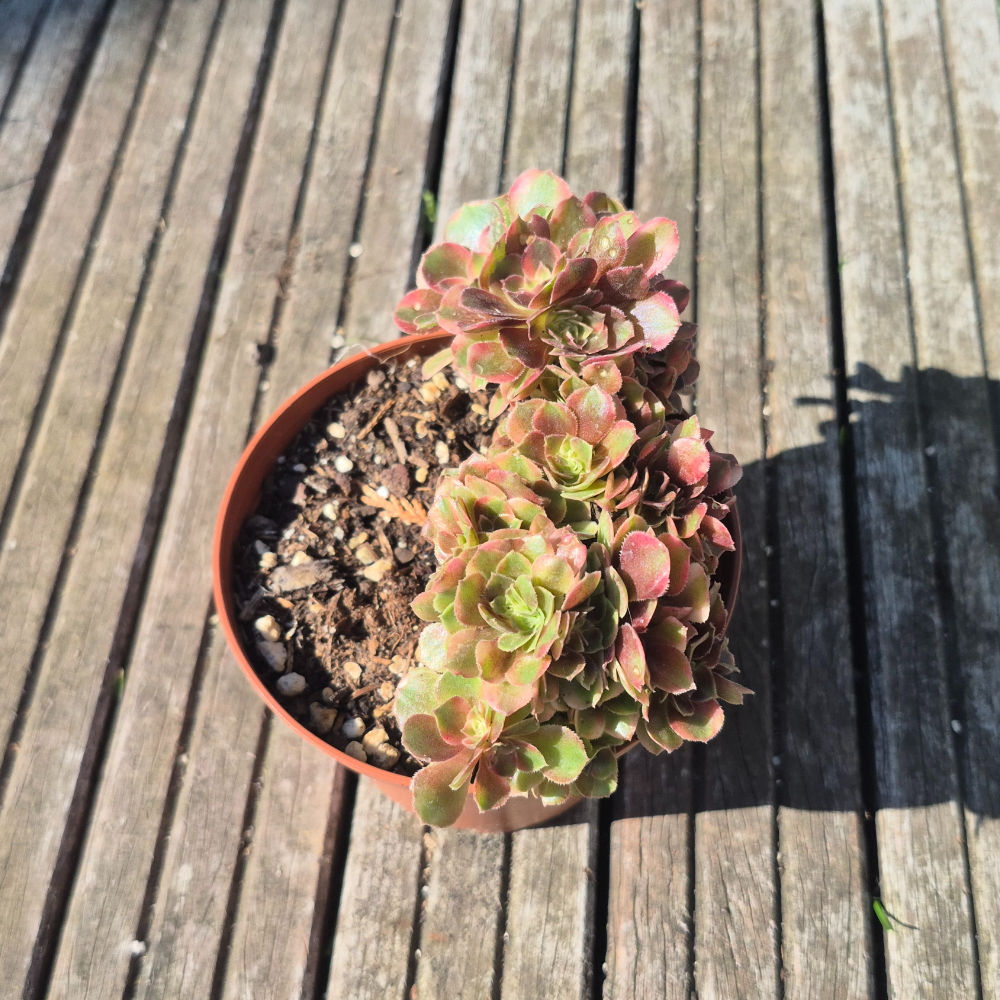 Aeonium-Princess cristé