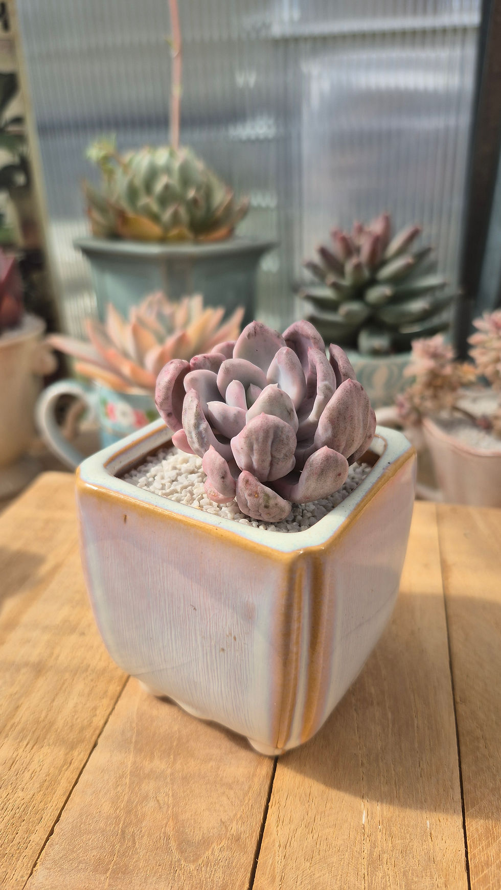 Miniature : Pot à succulente beige