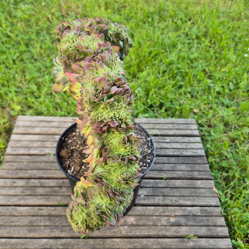 Miniature : Aeonium-Goddess